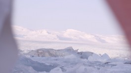 Maria-Magdalena Ianchis